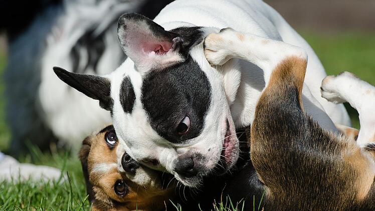Auch französische Bulldoggen toben manchmal gerne.
