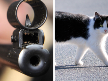 Unbekannter schießt Katze an - Polizei sucht Hinweise Unbekannter schießt Katze an - Polizei sucht Hinweise