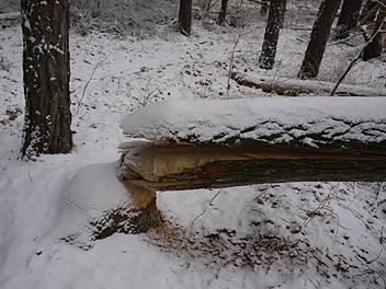 Im Höchstadter Bürgerwald haben Biber Pappeln umgelegt. Fotos: Lp