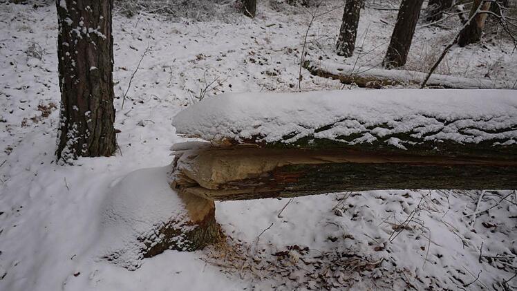 Im Höchstadter Bürgerwald haben Biber Pappeln umgelegt. Fotos: Lp