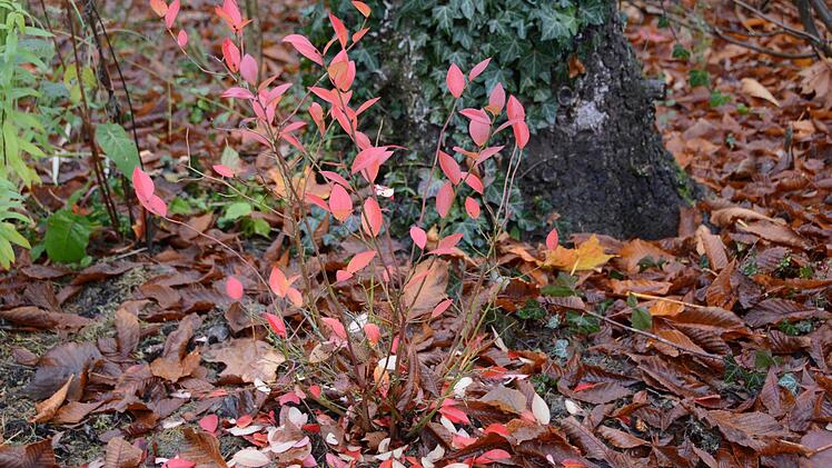 Herbst-Impressionen aus dem Traumgarten Foto: Dagmar Besand