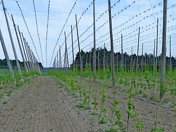 Beim Anbau von Hopfen kommt in der Regel viel Düngemittel zum Einsatz. Das war dem Landratsamt und dem Weißenoher Gemeinderat zu heikel.  Foto: Petra Malbrich