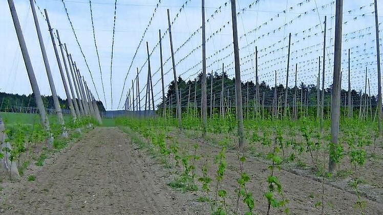 Beim Anbau von Hopfen kommt in der Regel viel Düngemittel zum Einsatz. Das war dem Landratsamt und dem Weißenoher Gemeinderat zu heikel.  Foto: Petra Malbrich