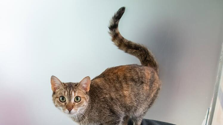 Katzen Tierheim N&uuml;rnberg