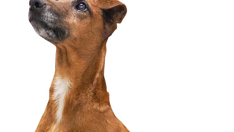 Diabetikerin Daisy wartet seit zwei Jahren auf ein neues Zuhause.
