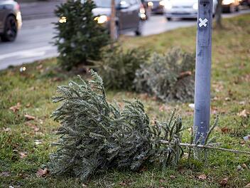 Würzburg: Abfuhrtermine für Weihnachtsbäume 2023 - das müsst ihr bei der Abholung beachten