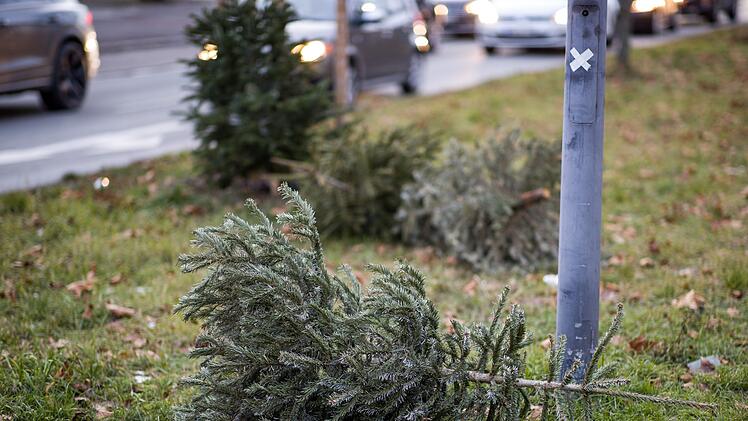 Würzburg: Abfuhrtermine für Weihnachtsbäume 2023 - das müsst ihr bei der Abholung beachten