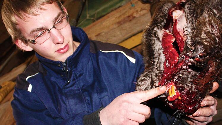 Die beeindruckenden Schneidezähne des Nagetiers zeigt Jäger Simon Jakob. Foto: Andreas Dorsch