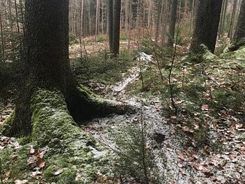 Im Banzer Wald sind etliche Trails zu finden, die von Mountainbikern stammen.