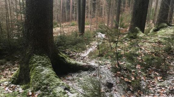 Im Banzer Wald sind etliche Trails zu finden, die von Mountainbikern stammen.