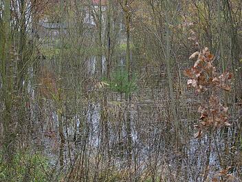 Land unter. Da, wo sich vor Kurzem noch der Bimbach schlängelte, ist durch den Staudamm des Bibers eine Seenlandschaft entstanden.