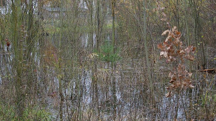 Land unter. Da, wo sich vor Kurzem noch der Bimbach schlängelte, ist durch den Staudamm des Bibers eine Seenlandschaft entstanden.