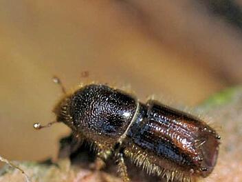 Der Feind des Waldes, der Borkenkäfer. Foto: Matthias Hiekel/dpa/Archiv