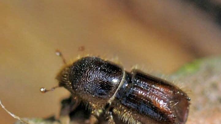 Der Feind des Waldes, der Borkenkäfer. Foto: Matthias Hiekel/dpa/Archiv