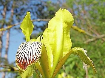 Die Bunte Schwertlilie im Natur- und Landschaftsschutzgebiet hoch &uuml;ber den Rodachauen gilt als botanische Rarit&auml;t und steht unter Naturschutz. Foto: A. Grahl