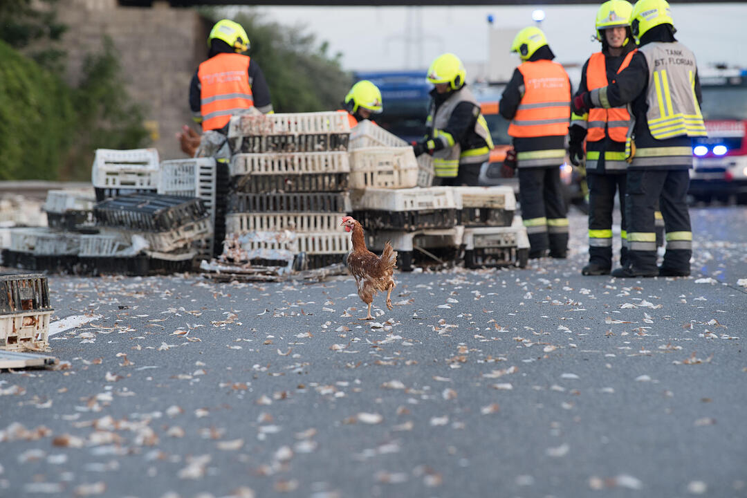 7 000 Hühner im Freilauf auf der Autobahn