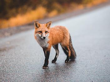 In Pretzfeld in der Fr&auml;nkischen Schweiz verursachte ein Fuchs einen schweren Verkehrsunfall. Symbolbild: Erik Mclean/ Unsplash