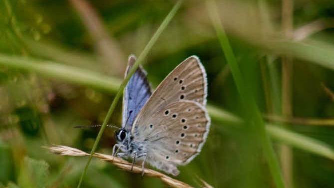 Übersteht der Wiesenknopf-Ameisen-bläuling den Klimawandel?  Foto: Torsten Ruf