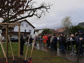 Als eine junge Eiche als Ersatz für die alte Fürther Friedenseiche gepflanzt wurde, wünschten sie sich die Ortsvereine ein wenig größer und vereinbarten mit der Stadt, sich dafür an den Kosten zu beteiligen. Daher zahlte die Stadt nicht alles - und wurde dafür kritisiert. Foto: CT-Archiv
