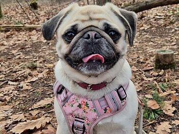 Tierheim N&uuml;rnberg sucht Hunde-Freund mit "gut gef&uuml;lltem Sparbuch"