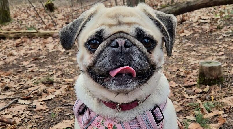 Tierheim N&uuml;rnberg sucht Hunde-Freund mit "gut gef&uuml;lltem Sparbuch"