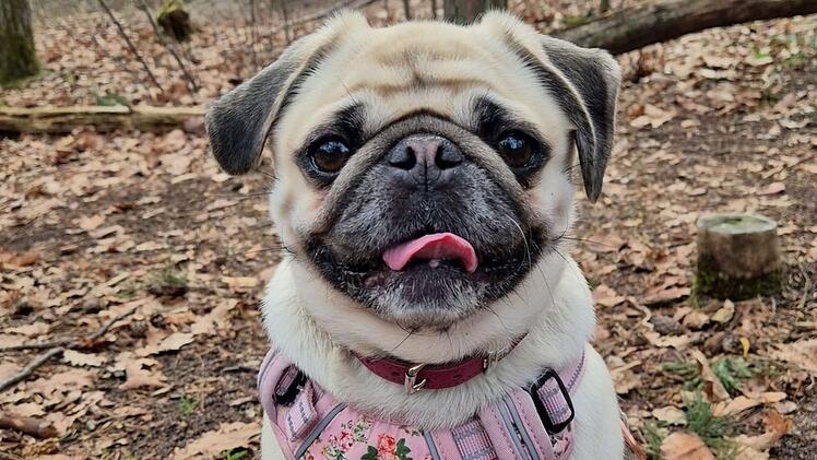 Tierheim N&uuml;rnberg sucht Hunde-Freund mit "gut gef&uuml;lltem Sparbuch"