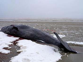 Pottwal in D&auml;nemark gestrandet