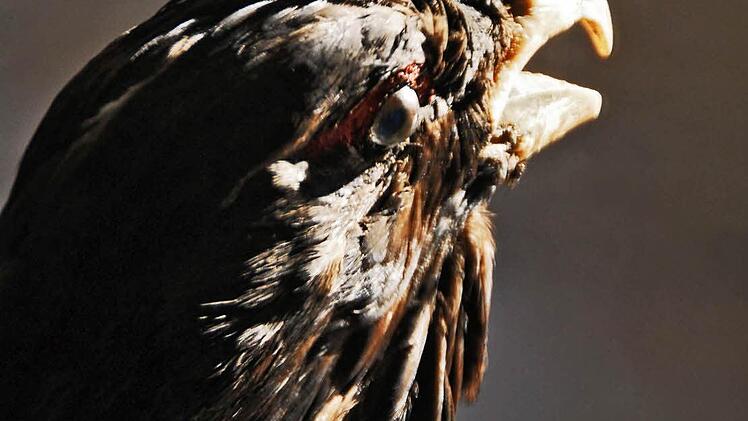 Aus dem Bamberger Vogelsaal. Foto: Jürgen Schabel
