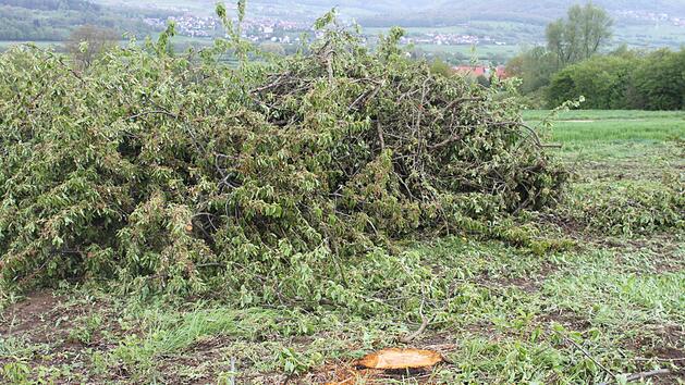 Abges&auml;gte Kirschb&auml;ume im Landkreis Forchheim Foto: privat