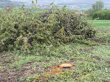Abges&auml;gte Kirschb&auml;ume im Landkreis Forchheim Foto: privat