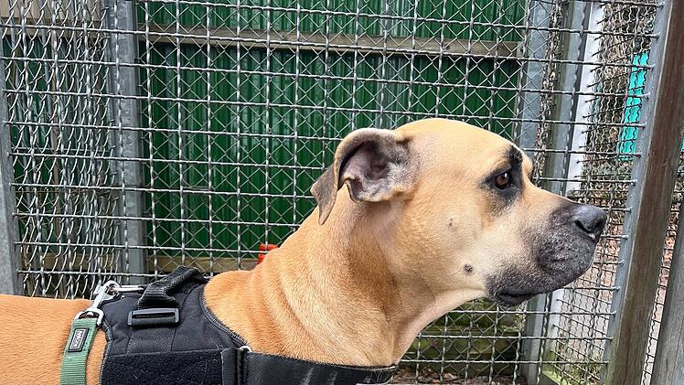 Tierheim Erlangen: "Tragische Wendung" für Hündin Cleo - Wer will sie haben?