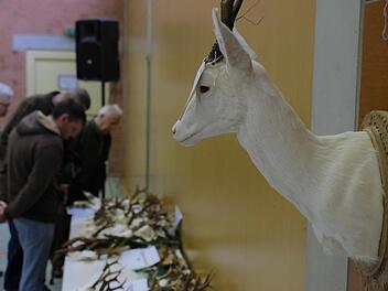 Aufgefallen war den Betrachtern jener besondere Rehbock, der ausgestopft an der Wand hing. Es ist ein Albino, der bei einem Wildunfall sein Leben gelassen hatte.: Gerd Schaar