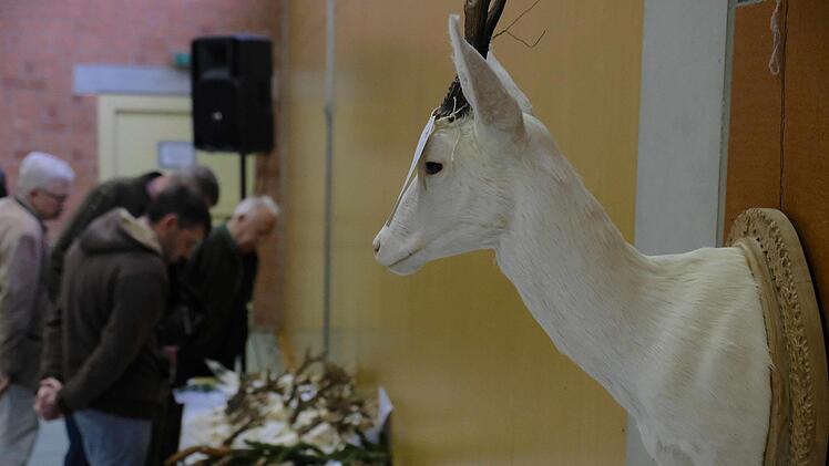 Aufgefallen war den Betrachtern jener besondere Rehbock, der ausgestopft an der Wand hing. Es ist ein Albino, der bei einem Wildunfall sein Leben gelassen hatte.: Gerd Schaar