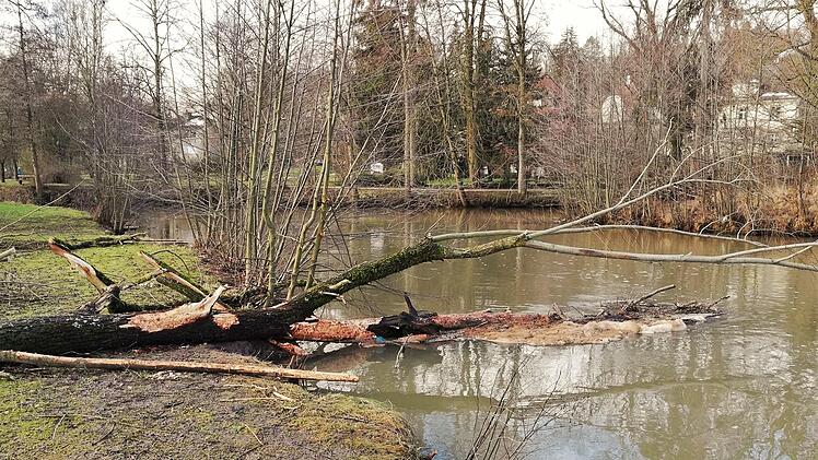 Direkt im Flusslauf der Saale liegt ein von Bibern frisch angenagter Baumstamm.
