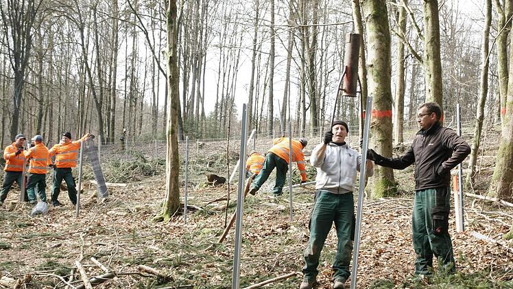 Unterhalb der Staatsstra&szlig;e 2790 von Bad Br&uuml;ckenau Richtung Buchrasen zogen Mitarbeiter einer Landschaftsbau-Firma am Freitag einen Zaun. Er soll den k&uuml;nftigen Lebensbereich der Haselmaus vor Wildverbiss sch&uuml;tzen. Foto: Steffen Standke
