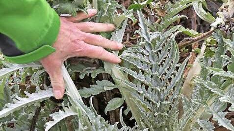 Im Freiland der Bamberger Gartenbauversuchsanstalt treiben schon die Artischocken