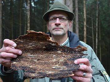 Förster Frank Wystrach zeigt das Schadbild des Buchdruckers unter der Borke einer Fichte, das dem Schädling seinen Namen gab. Fotos: Rainer Lutz