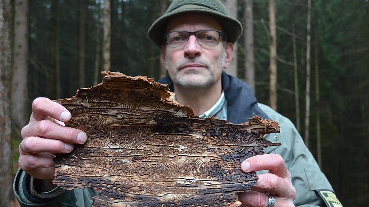 Förster Frank Wystrach zeigt das Schadbild des Buchdruckers unter der Borke einer Fichte, das dem Schädling seinen Namen gab. Fotos: Rainer Lutz