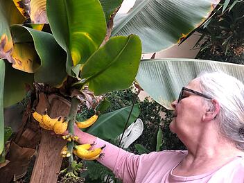 Angelika Beichel vor der halb abgeernteten Bananenstaude