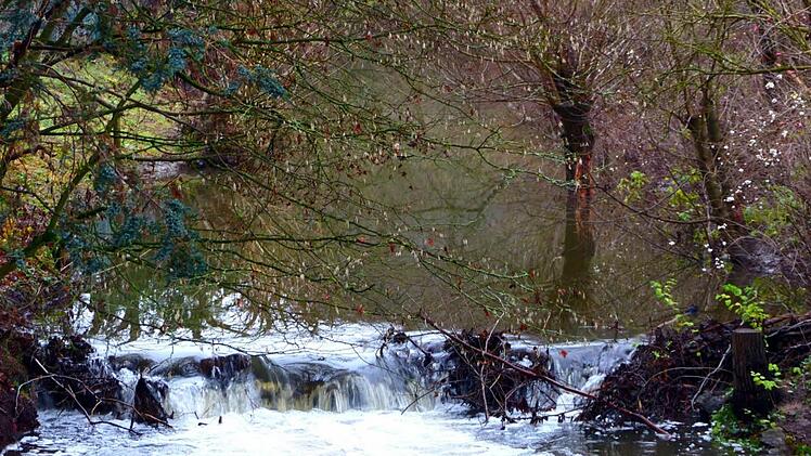 Biberdamm in der Ortsmitte kurz hinter der Brücke in der Kulmbacher Straße. Die Bäume im Hintergrund standen vorher nicht im Wasser, sondern an der Uferböschung Foto: Dieter Hübner