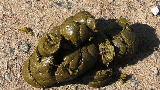 Nachdem sich ein Mann in Neustadt an der Aisch total daneben benahm und die Polizei beleidigte, landete er in der Arrestzelle.  Diese beschmutze er mit Kot und Urin. Symbolfoto: pixabay.com/Kasman