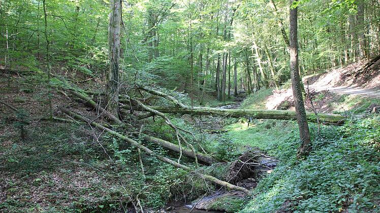 Umgestürzte Bäume liegen über dem Wildbach. Foto: Benedikt Borst
