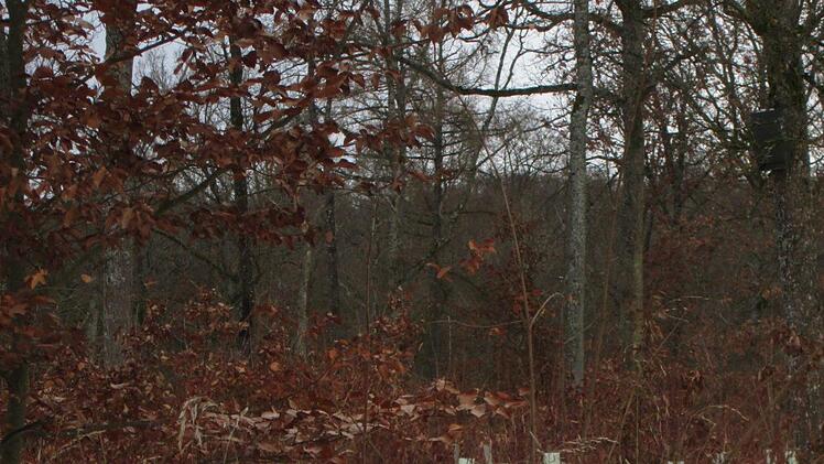 Um Jungpflanzen in "bunter Mischung" durchzubringen, sind auch heuer wieder Zäunungen und Einzelschutz im Fuchsstadter Wald notwendig, um die Pflanzlinge vor Wildverbiss zu bewahren.                                Winfried Ehling