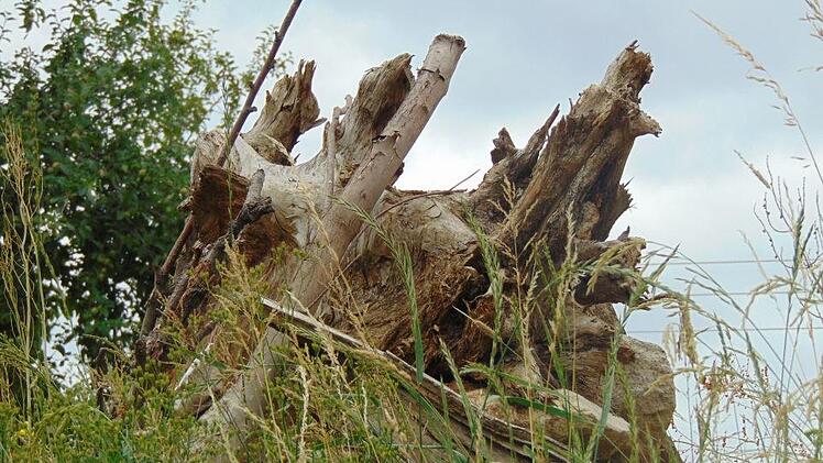 Die Eidechsenburg Foto: Petra Malbrich