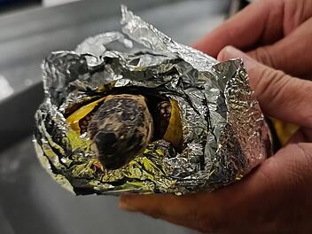 Schildkröten in Eiscremebox entdeckt