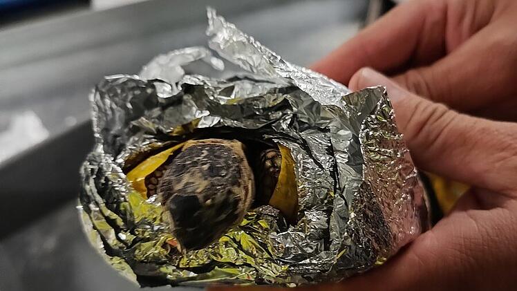 Schildkröten in Eiscremebox entdeckt