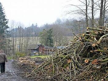 Mehrere Pappeln und Weiden im Kleingartengebiet am Münnerstädter Talweg mussten gefällt werden, weil die Gefahr bestand, dass sie umfallen. Foto: Heike Beudert