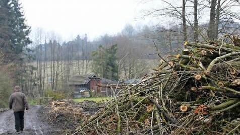 Mehrere Pappeln und Weiden im Kleingartengebiet am Münnerstädter Talweg mussten gefällt werden, weil die Gefahr bestand, dass sie umfallen. Foto: Heike Beudert