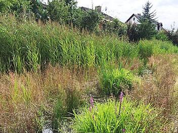 Blühflächen gibt es schon länger: Beispielsweise am Ufer des Bimbaches in Haundorf hat die Stadt blütenreiche Hochstaudensäume angelegt.  Foto: Monika Preinl