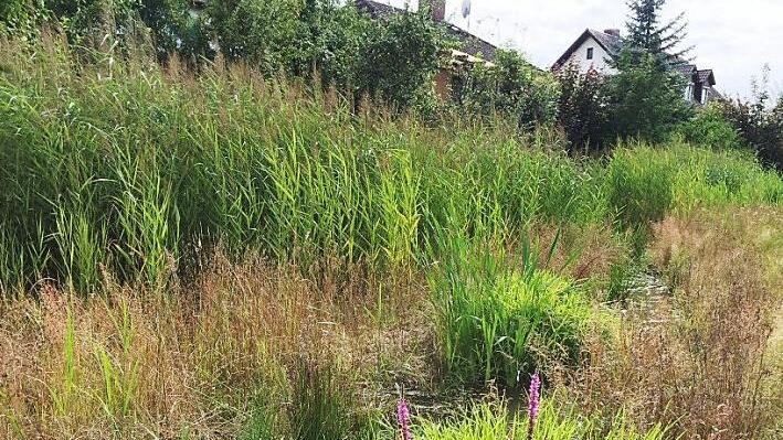 Blühflächen gibt es schon länger: Beispielsweise am Ufer des Bimbaches in Haundorf hat die Stadt blütenreiche Hochstaudensäume angelegt.  Foto: Monika Preinl